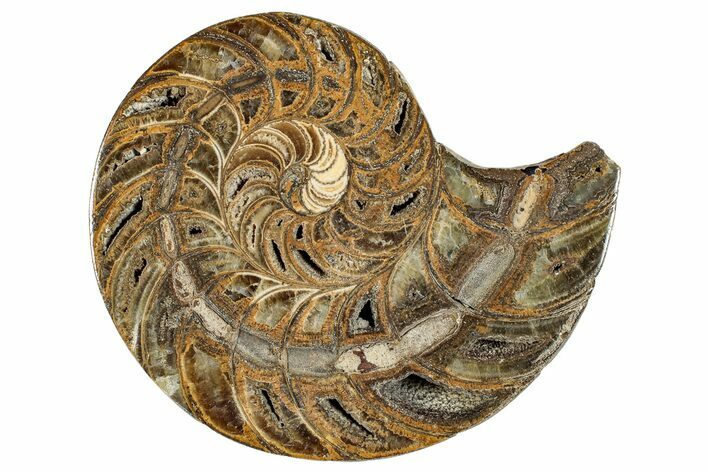 Cut & Polished Jurassic Nautilus Fossil (Half) - Madagascar #289986